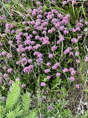 Erica spiculifolia