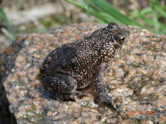 Rhinella granulosa