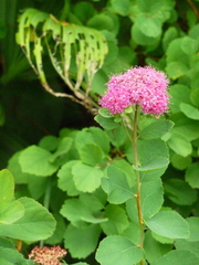 Spiraea splendens splendens
