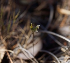 Hesperolinon breweri