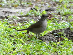 Turdus leucomelas