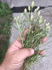 Plantago indica