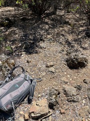 Hesperolinon breweri