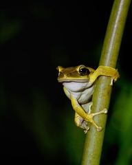 Polypedates leucomystax