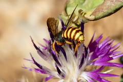 Rhodanthidium infuscatum