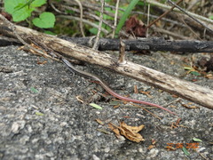 Vanzosaura multiscutata