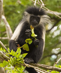 Colobus angolensis palliatus