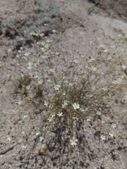 Eremogone ferrisiae