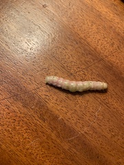 Litoprosopus coachella