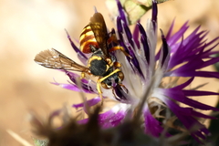 Rhodanthidium infuscatum