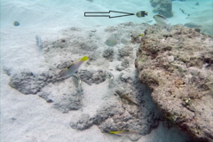 Chrysiptera unimaculata