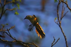 Pericrocotus cinnamomeus