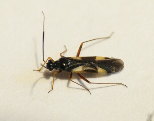 Globiceps flavomaculatus