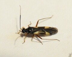 Globiceps flavomaculatus