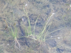 Pilularia globulifera