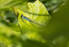 Coenagrion pulchellum