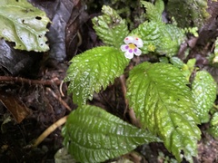 Diastema scabrum