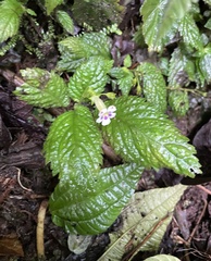 Diastema scabrum