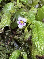 Diastema scabrum