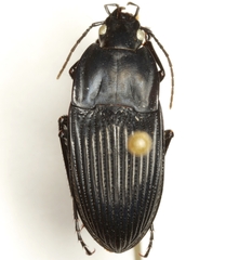 Dicaelus crenatus