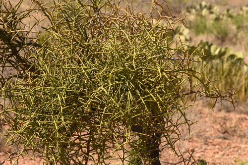 Koeberlinia spinosa var. wivaggii