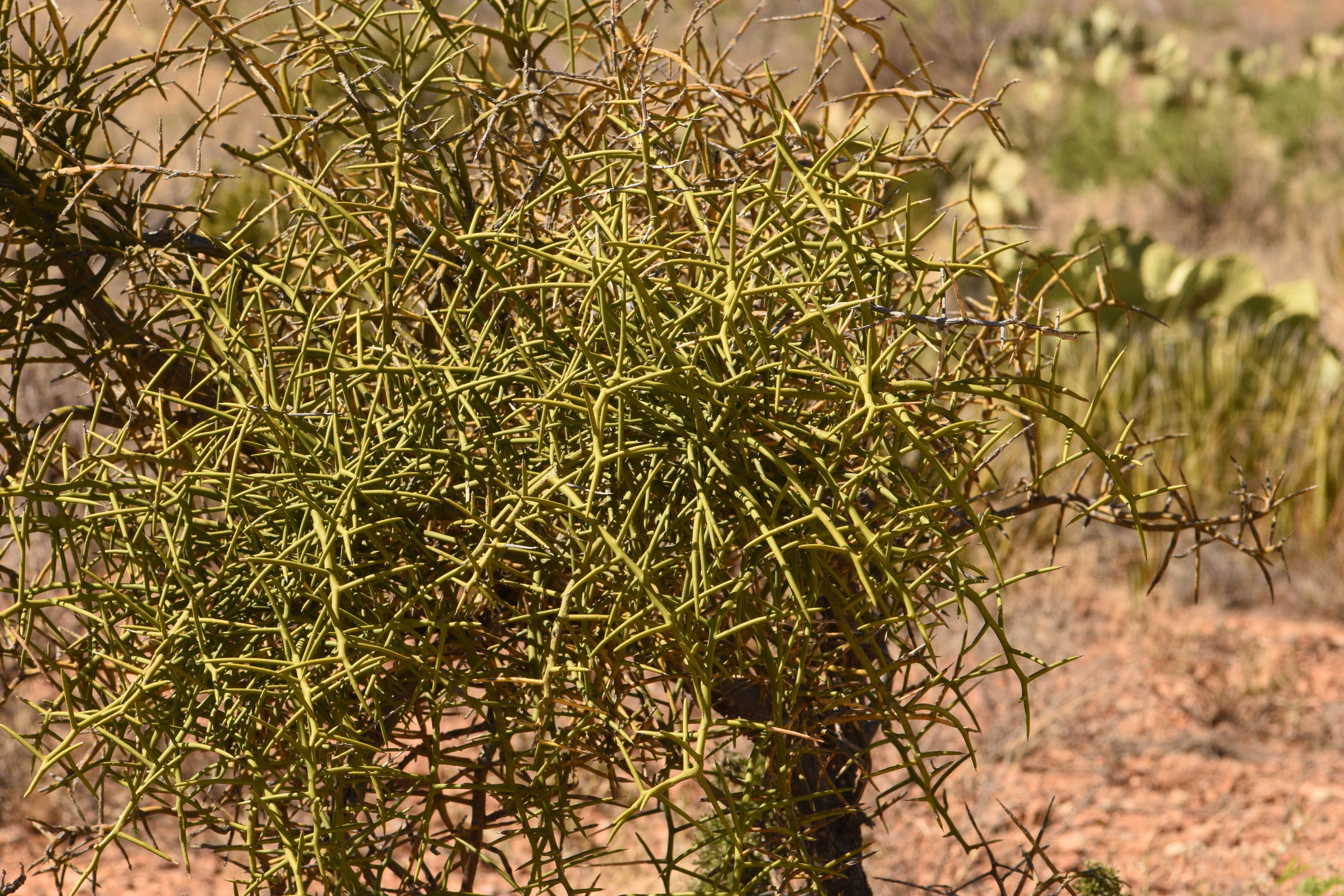 Koeberlinia spinosa var. wivaggii