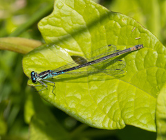 Coenagrion pulchellum