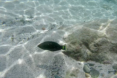 Halichoeres marginatus