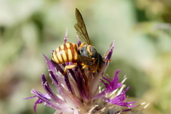 Rhodanthidium infuscatum