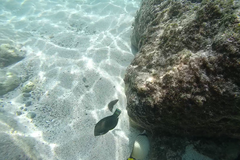 Halichoeres marginatus