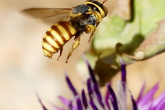 Rhodanthidium infuscatum