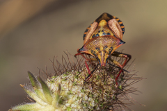 Carpocoris mediterraneus atlanticus
