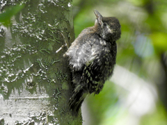 Sphyrapicus varius image
