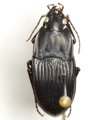 Dicaelus crenatus