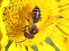 Andrena denticulata