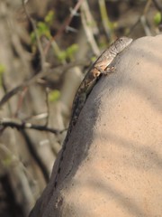 Callisaurus draconoides carmenensis