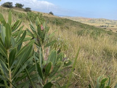 Leiocephalae