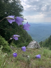 Campanula cochleariifolia