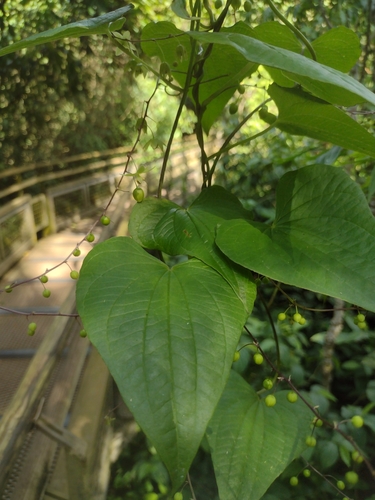 Dioscorea cienegensis