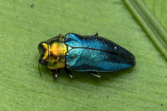 Endelus cupido