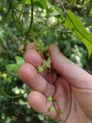 Dioscorea cienegensis