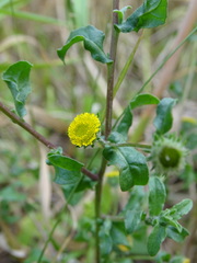 Pulicaria vulgaris