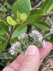 Agathosma cerefolium