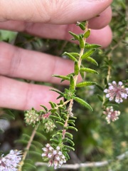 Agathosma cerefolium