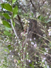 Phylica diffusa diffusa