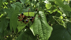 Clerodendrum speciosissimum