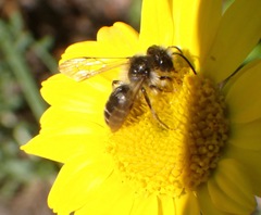 Andrena denticulata