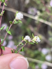 Phylica diffusa diffusa