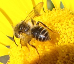 Andrena denticulata