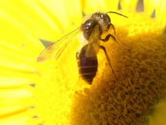 Andrena denticulata